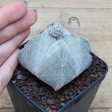 Astrophytum myriostigma onzuka
