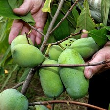 Pawpaw seeds asimina - 3,