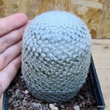 Mammillaria elegans - Cactus