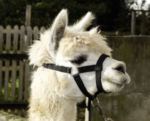 Cavezza per alpaca - con, chiusa