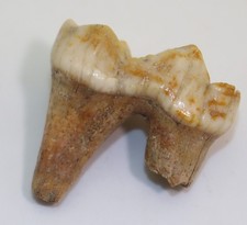 Orso delle caverne, Ursus