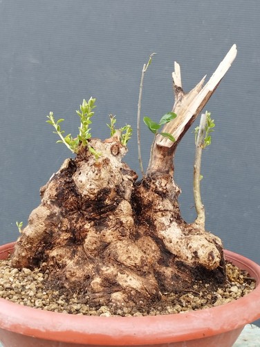 Bonsai olivastro 25x22cm - olivastro,