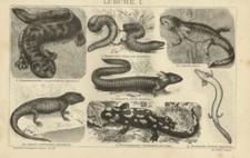 1885= RETTILI ANFIBI = Animali = Antica Stampa = Old ENGRAVING 