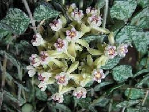 Hoya curtisii fiore cera - di,