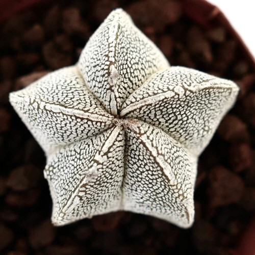 Astrophytum myriostigma - , cv