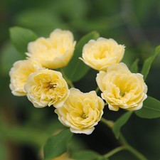 Rosa rampicante Gialla
