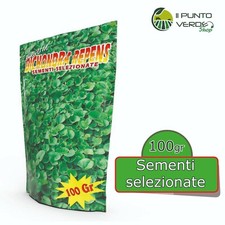 Bottos dicondra repens - 100, gr