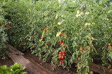 Sostegni tutori a spirale