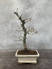 Bonsai di Acero Palmato