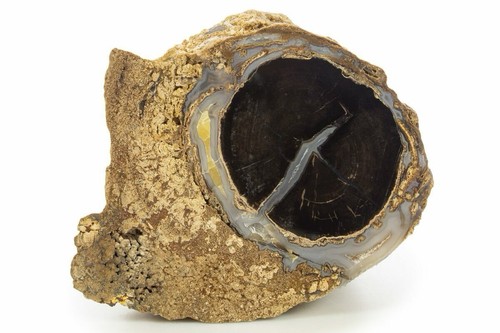Arto legno pietrificato - legno,