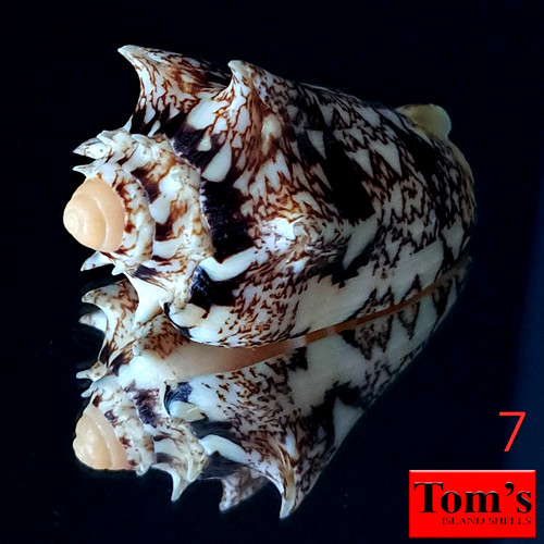 Voluta chrysostoma - , f