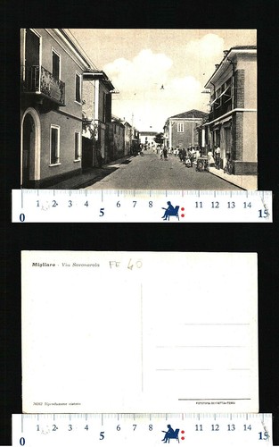 Migliaro splendida - migliaro,