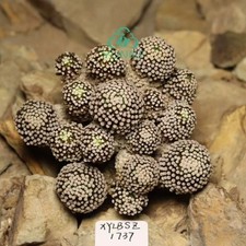 Vendita pianta rara 7,5 cm