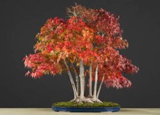 50-100 Semi ACER PALMATUM ORANGE Acero giapponese Pianta ideale Bonsai Seeds rar