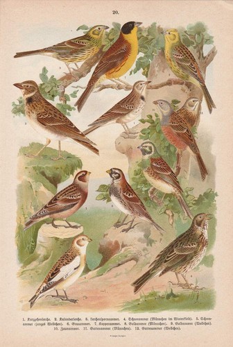 C1890 lerche ammer - c1890,