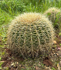 ECHINOCACTUS GRUSONII - PIANTA
