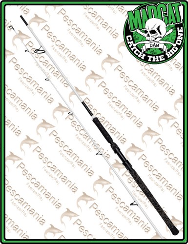 Canna madcat white - canna,