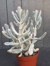 Cotyledon orbiculata f