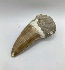 Autentico dinosauro rettile