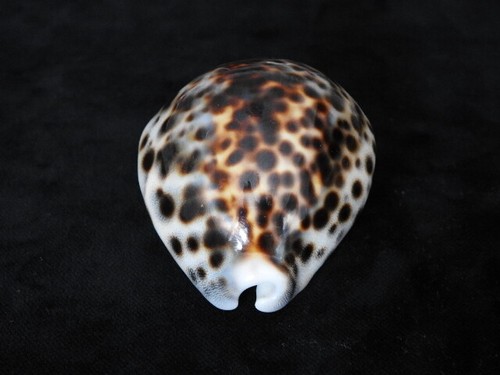 Sea shell cypraea - shell, tigris