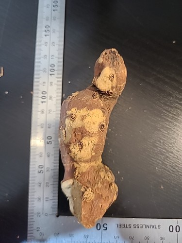 Mandragora mandragola radice - mandragola,