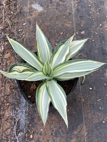 Agave desmetiana bianco - agave,