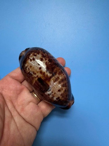 Cypraea testudinaria - 93,4,