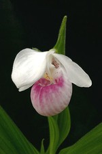 Cypripedium reginae, scarpa da