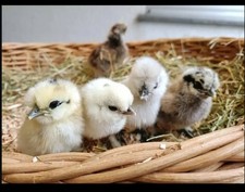 10 galline di seta polli uova