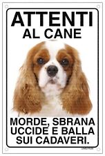 CAVALIER KING Attenti al cane