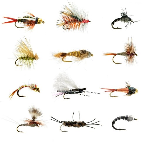 Esche pesce - a, per