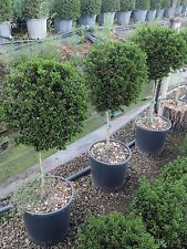 Agrifoglio giapponese pianta