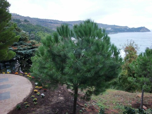 Pinus pinea pino - pinus, frutta