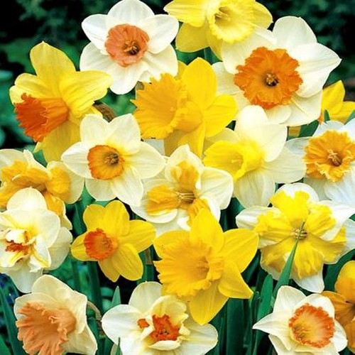 Narcisi bulbi fiori cipolle - di,