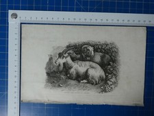Facsimile di una radice di