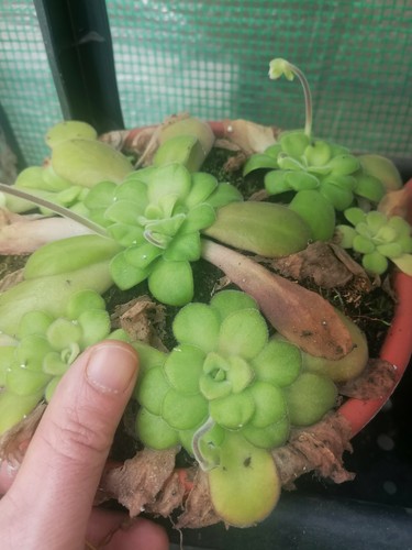 Pinguicula agnata - ,