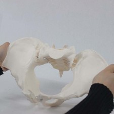 Modello di bacino femminile