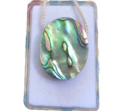 Paua conchiglia abalone