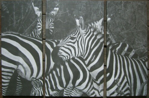 Zebra safari nero - zebra, bianco