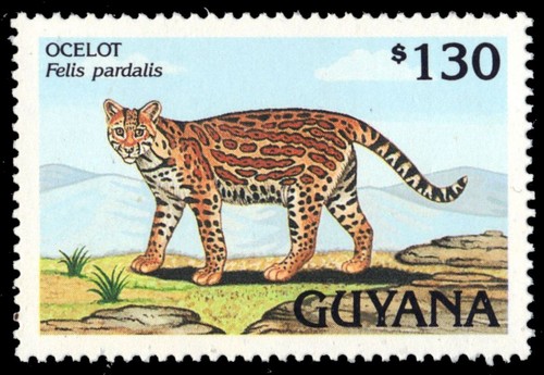Guyana 2616 ocelot - guyana,