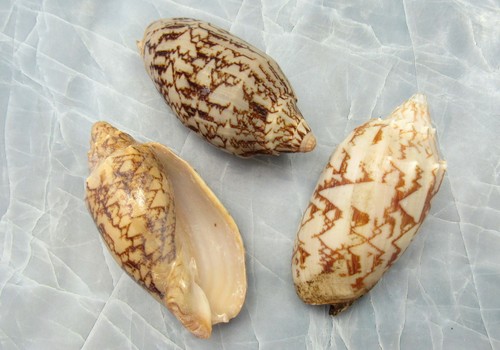 Bat volute seashells - bat,