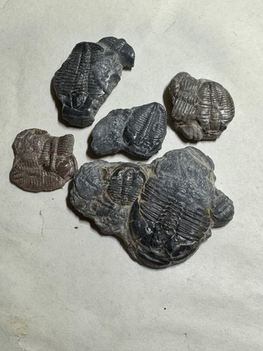 Elrathia fossil trilobites - trilobites, 5