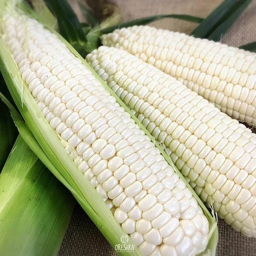White corn pcs 50 - 10,