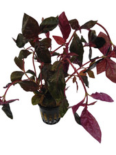 Alternanthera reineckii Rot
