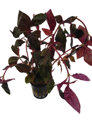 Alternanthera reineckii rot - alternanthera,