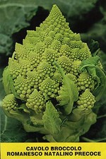 500 SEMI DI CAVOLO BROCCOLO