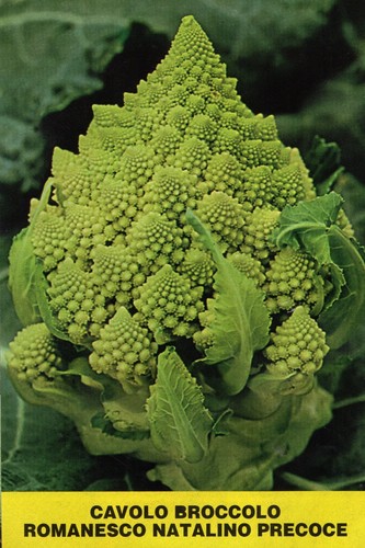 1000 semi cavolo broccolo - 1000,