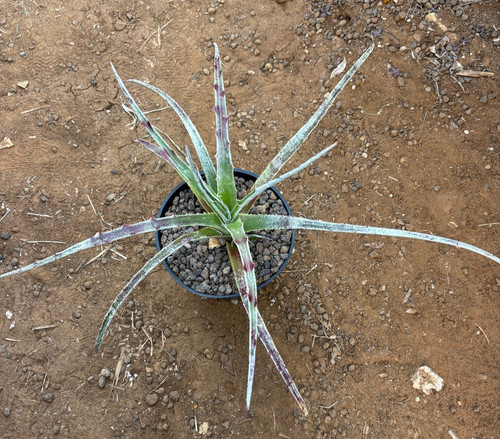 Hechtia texensis - hechtia,