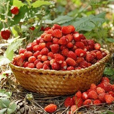 FRAGOLA DI BOSCO REGINA DELLE