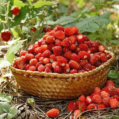 Fragola bosco regina - fragola,